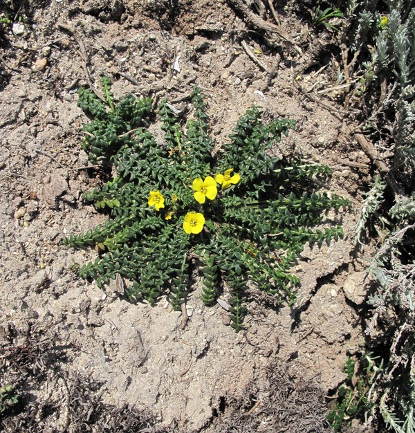 Morisia monanthos